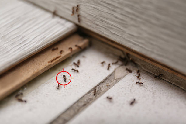 Best Termite Control Services  in Linda, CA