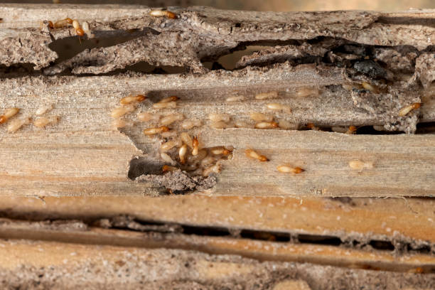 Best Wasp Removal Services  in Linda, CA