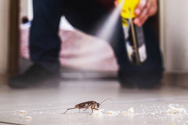 Spider Control Near Me in Linda, CA