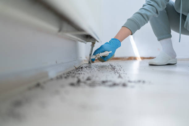 Professional Pest Control in Linda, CA